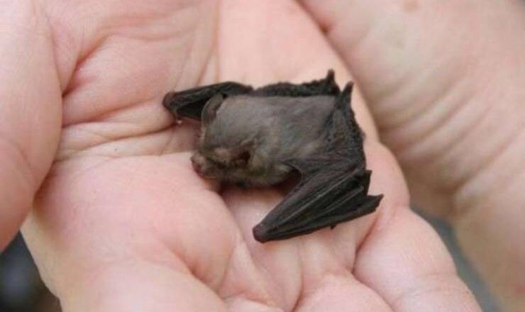 SAI CHE…Il mammifero più piccolo al mondo è un pipistrello?