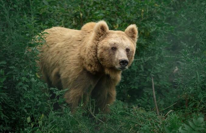 Come difendersi da un attacco di un orso