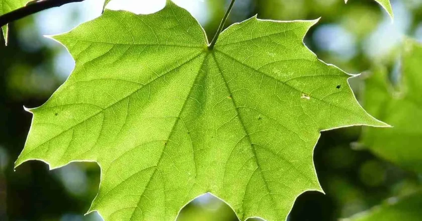 Filofobia: Cos’è e come si combatte la paura delle foglie