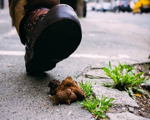 Perchè si dice che…pestare la cacca porta fortuna?