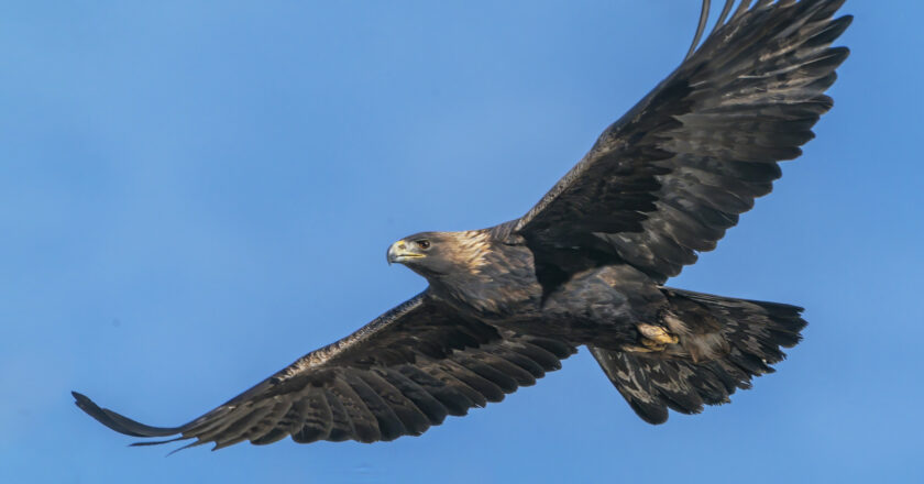 L’ affascinante volo delle aquile