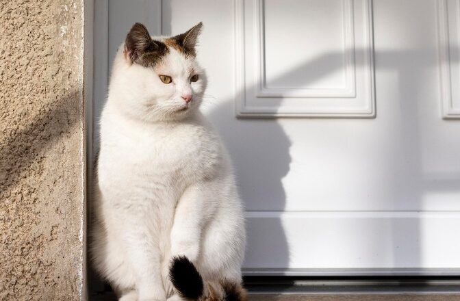 Fomo: Ecco perchè i gatti odiano le porte chiuse