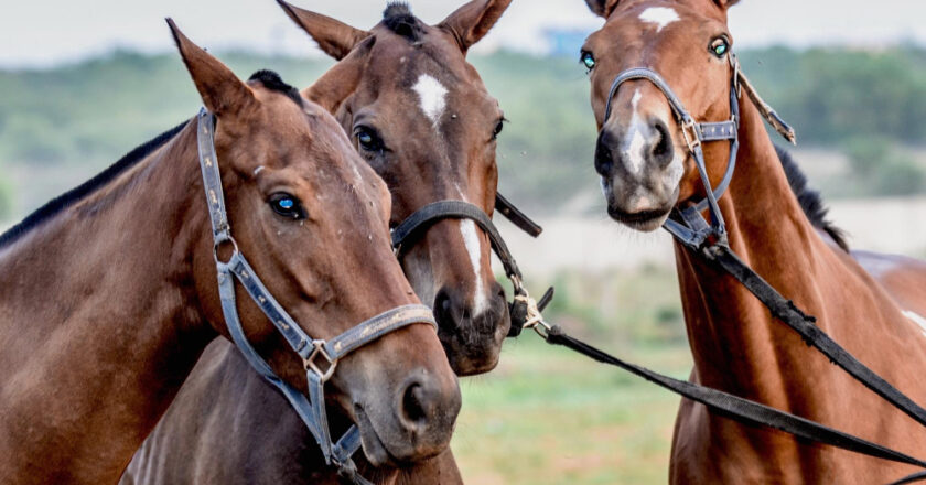 SAI CHE…anche gli Animali Ridono?