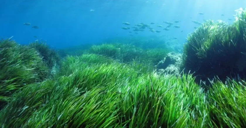 A cosa servono le alghe nel mare?