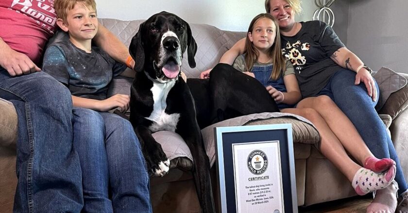 Kevin, il Cane Più Alto del Mondo, morto dopo il Guinness World Record