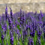 SAI CHE…La lavanda, oltre al profumo inebriante, allontana gli spiriti maligni?