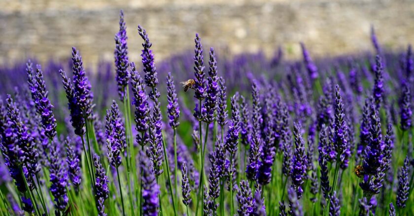 SAI CHE…La lavanda, oltre al profumo inebriante, allontana gli spiriti maligni?