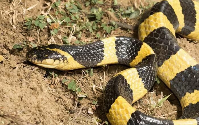 Come agisce sull’ uomo il veleno di un serpente