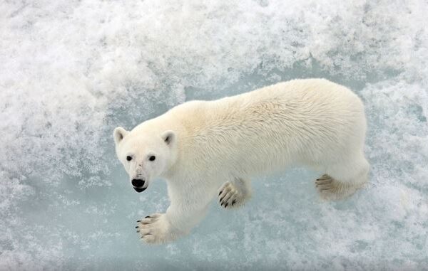 SAI CHE… Orsi polari in difficoltà: il ghiaccio artico diventa una trappola?