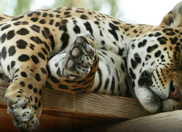 SAI CHE… In Argentina una compagnia turistica è stata multata per la morte di un cucciolo di giaguaro?