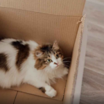 SAI CHE… Il gatto di Schrödinger sopravvive… ?