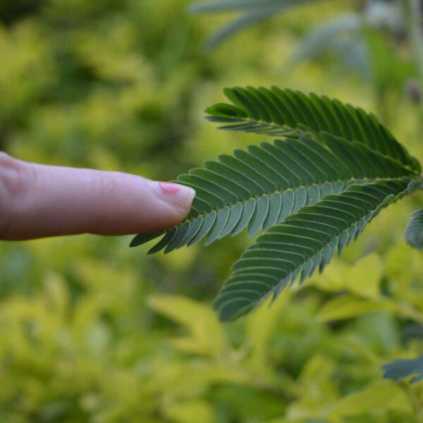 La Mimosa Pudica: quando le piante ‘sentono’ il tocco