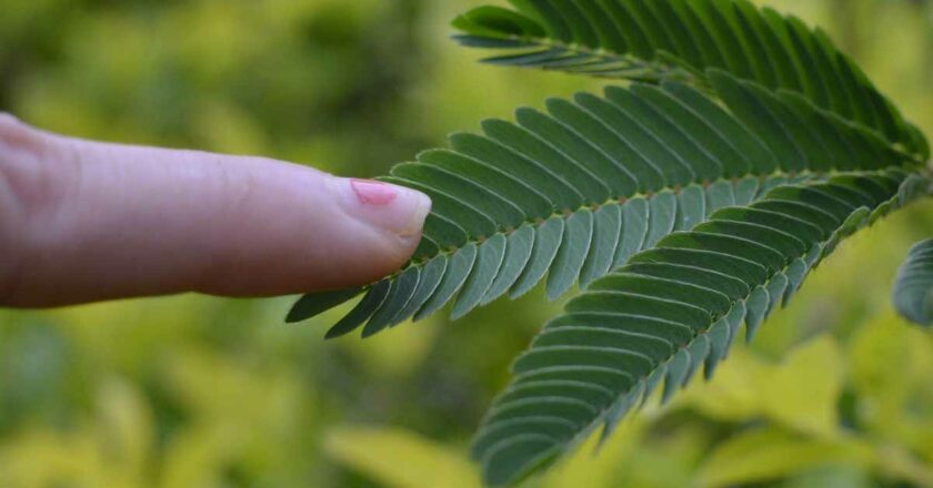 La Mimosa Pudica: quando le piante ‘sentono’ il tocco