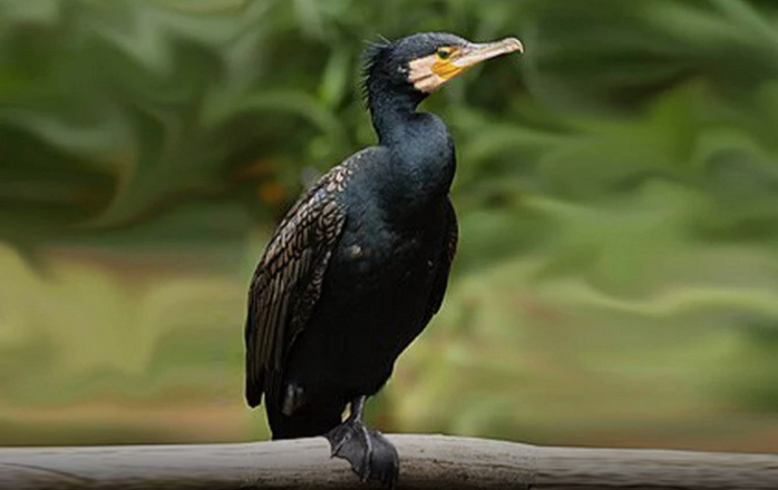 SAI CHE… I Cormorani rischiano l’abbattimento in piemonte?