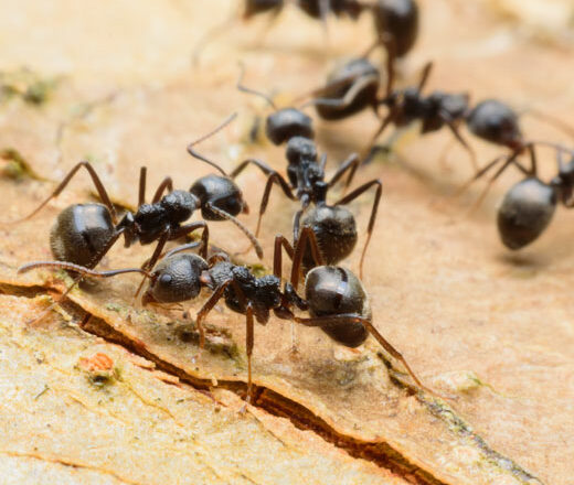 Le formiche non dormono mai: il segreto della loro incessante attività